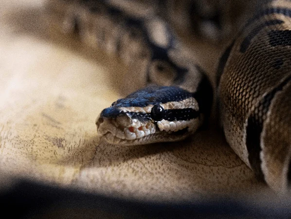 A beige and black python looking straight at the camera, resting on an off-white surface